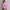 Women Single Breasted Lantern Sleeves Solid Pleated Dresses